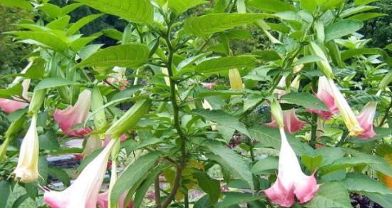 曼陀罗花的花语是什么？如何正确介绍曼陀罗花？