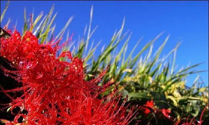 曼陀沙华花语是什么？如何正确理解其含义？