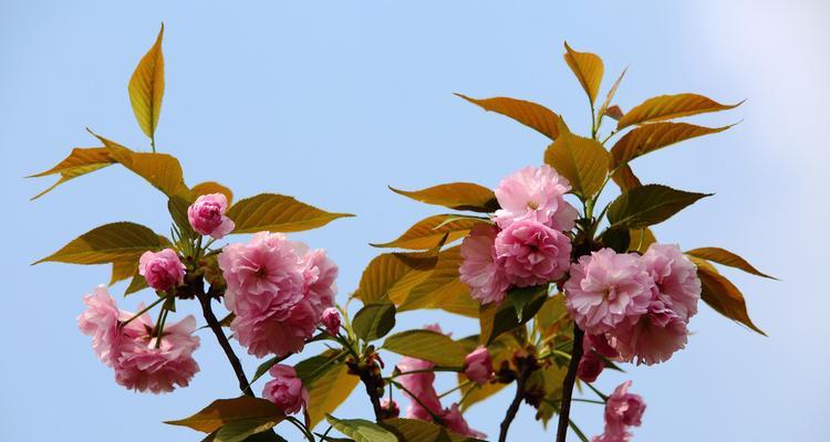 山樱花的花语是什么？山樱花象征着什么含义？