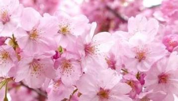 山樱花的花语是什么？山樱花象征着什么含义？