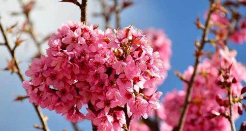 山樱花的花语是什么？山樱花象征着什么含义？