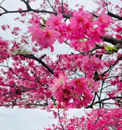 山樱花与西洋樱花的花语分别是什么？