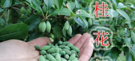 桂花好种子的最佳种植时间是什么时候？种植后需要注意哪些问题？