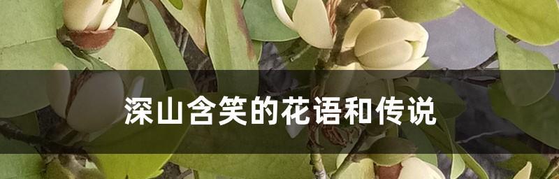 深山含笑的花语是什么？这种花有哪些独特的含义？