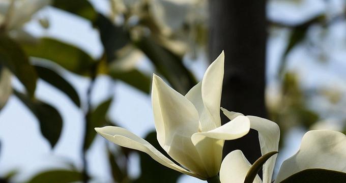深山含笑花语是什么？这种花的寓意有哪些？