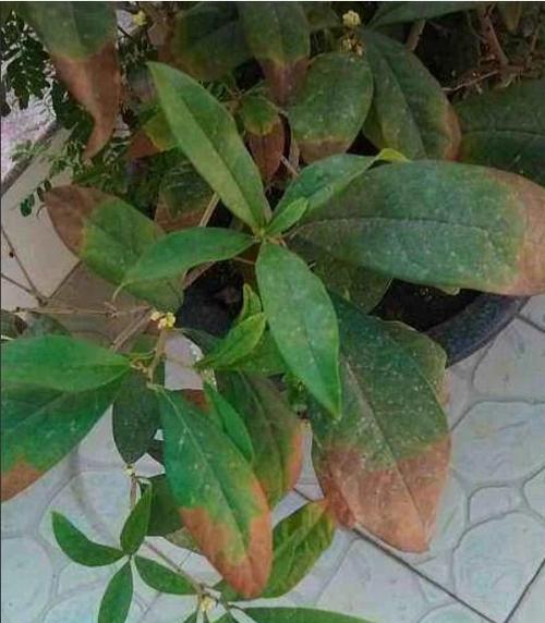 桂花烂叶子怎么办？如何有效预防和处理？