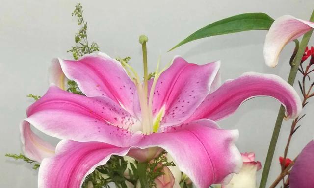 圣诞百合花语解读？如何正确表达节日祝福？