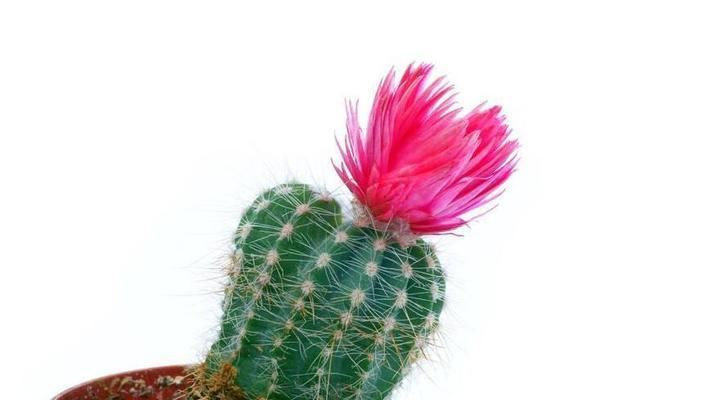 尸香魔芋的花语是什么？这种神秘植物背后隐藏着什么含义？