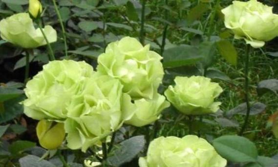 十大浪漫花语是什么？每种花语背后隐藏的含义是什么？