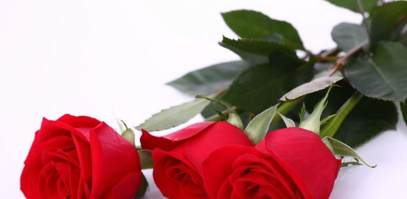 十九朵红玫瑰代表什么意思？花语解读及送花建议？