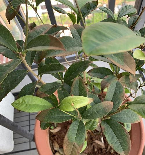 桂花盆栽掉叶子怎么办？如何有效防止和处理？