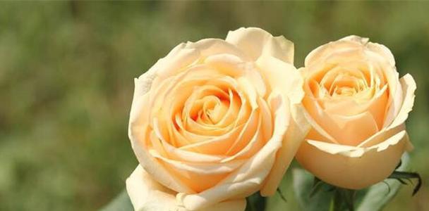 十一朵玫瑰代表什么含义？花语背后的爱情故事是什么？