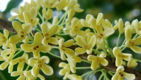 室内养桂花安全吗？桂花对健康有影响吗？