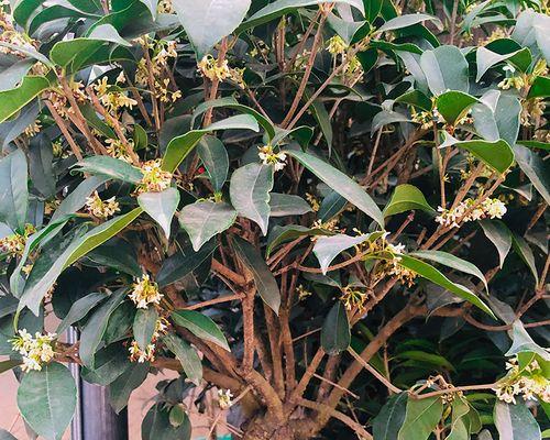 室内养桂花安全吗？桂花对健康有影响吗？