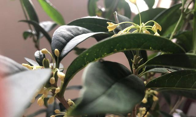 桂花养护技巧有哪些？养护过程中应注意哪些事项？