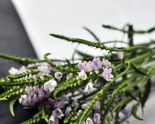 随意草的花语是什么？这种植物的象征意义有哪些？