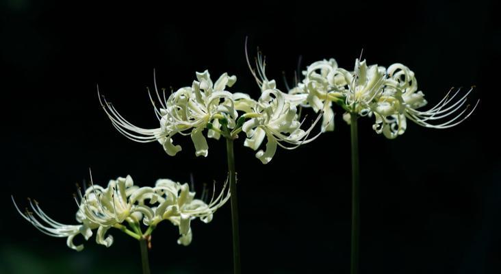 索玛花的花语是什么？如何用索玛花表达爱意？
