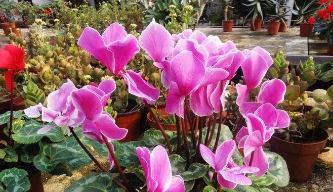 索玛花的花语是什么？如何用索玛花表达爱意？