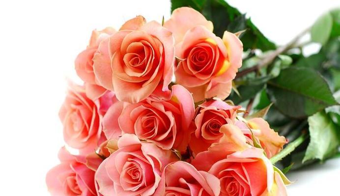 11朵玫瑰花的花语是什么？代表了哪些情感含义？
