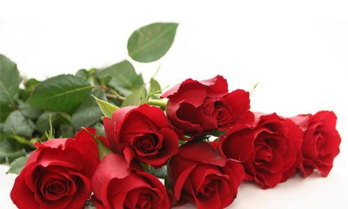 12朵红玫瑰的花语是什么？送花时需要注意什么？