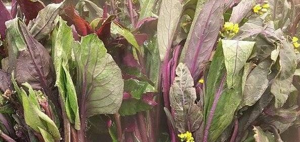 12月份适合种什么菜？冬季蔬菜种植指南有哪些？