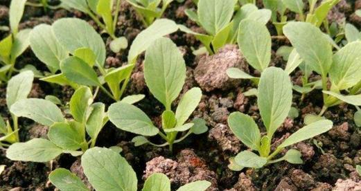 12月份适合种什么菜？冬季蔬菜种植指南有哪些？