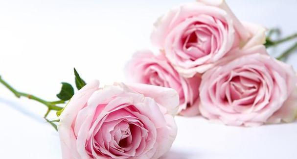 15朵玫瑰的花语是什么？花语背后的含义是什么？