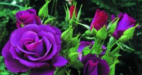 17朵玫瑰花花语是什么意思？传递了哪些情感？