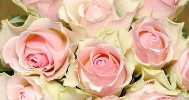 18朵玫瑰花语是什么意思？送花时需要注意什么？