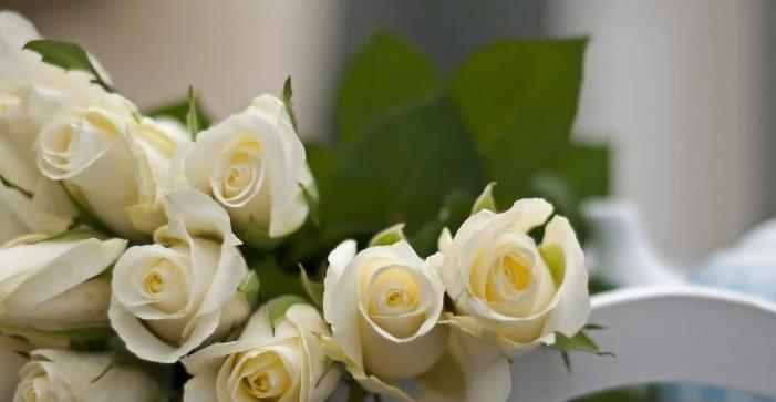 18朵玫瑰花语是什么意思？送花时需要注意什么？