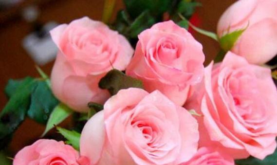 26朵玫瑰花语是什么意思？送花时需要注意什么？