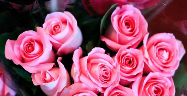 29朵玫瑰的花语含义是什么？送花时需要注意什么？