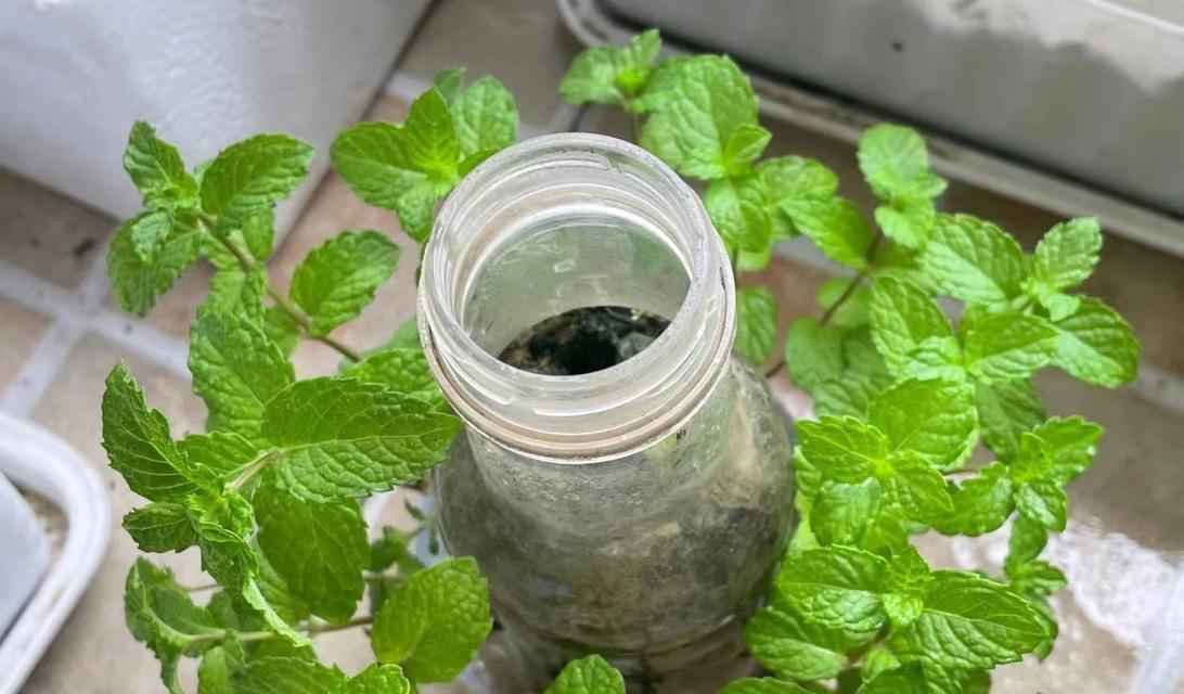 薄荷草浇水频率是多少？如何正确浇水？