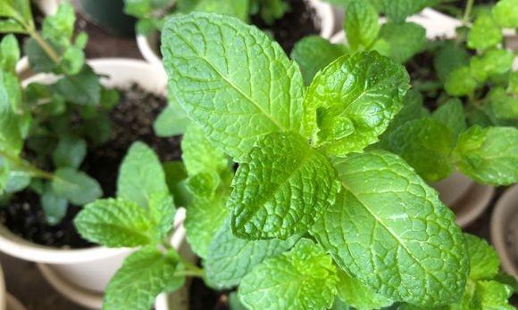 薄荷浇水频率是多少天一次？如何判断薄荷需水量？