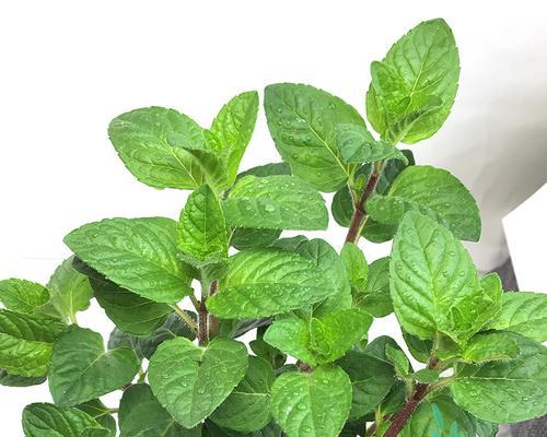 薄荷浇水频率是多少天一次？如何判断薄荷是否需要浇水？