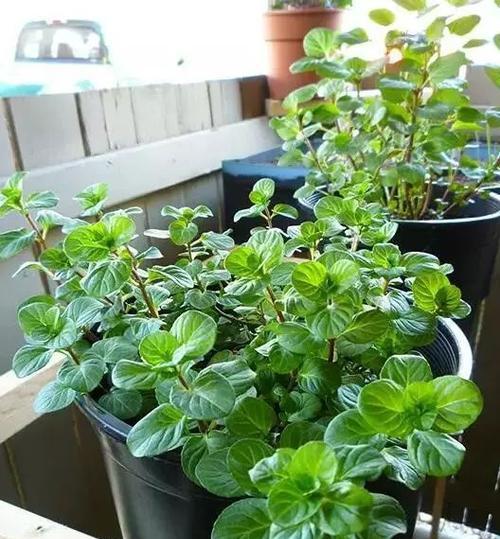 薄荷几天浇一次水最好？如何正确养护薄荷？