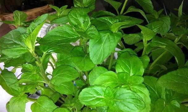 薄荷的最佳种植时间是什么时候？如何开始种植薄荷？
