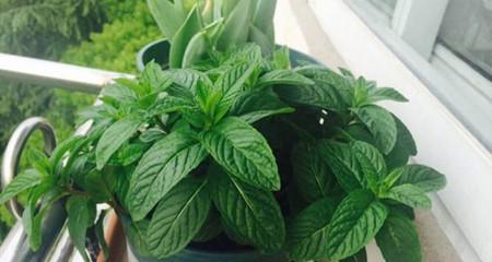 薄荷的最佳种植时间是什么时候？如何开始种植薄荷？