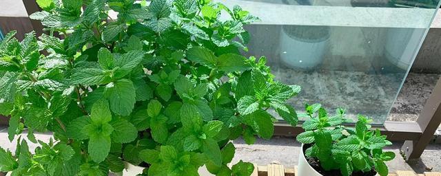 薄荷可以放室外养吗？室外养护薄荷的正确方法是什么？