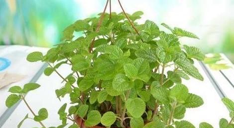 薄荷可以浇啤酒水吗？这种做法对植物有什么影响？