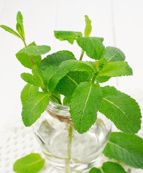 薄荷水培可行吗？如何正确进行薄荷水培？
