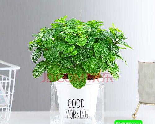 薄荷水培可行吗？如何正确进行薄荷水培？