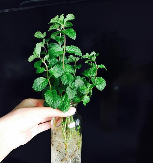 薄荷水培可行吗？如何正确进行薄荷水培？