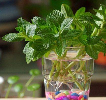 薄荷水养方法是什么？水养薄荷需要注意什么？