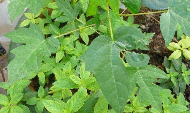 薄荷可以用沙子种吗？如何正确种植薄荷？