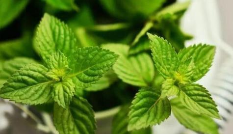 薄荷用水养可行吗？如何正确水培薄荷？
