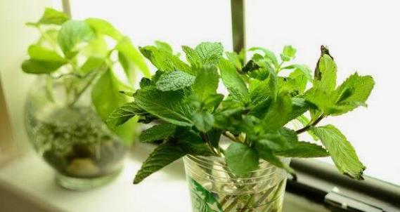 薄荷用水养可行吗？如何正确水培薄荷？