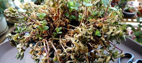 薄荷没根能活吗？有叶无根的薄荷如何栽活？
