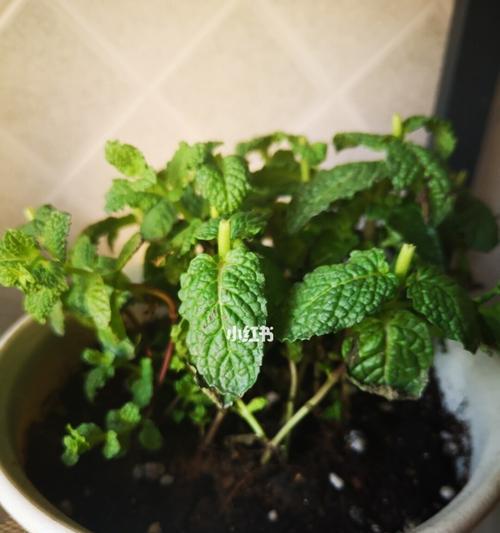 薄荷苗徒长了怎么办？如何正确修剪和管理？