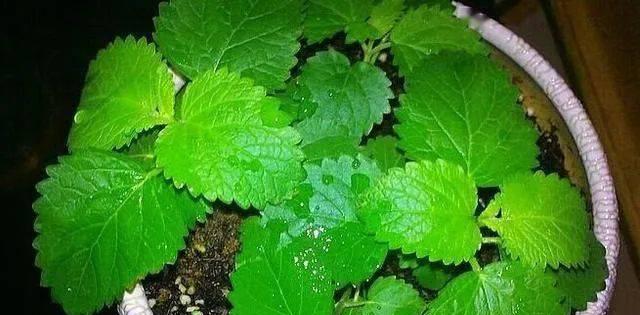 薄荷苗徒长了怎么办？如何正确修剪和管理？